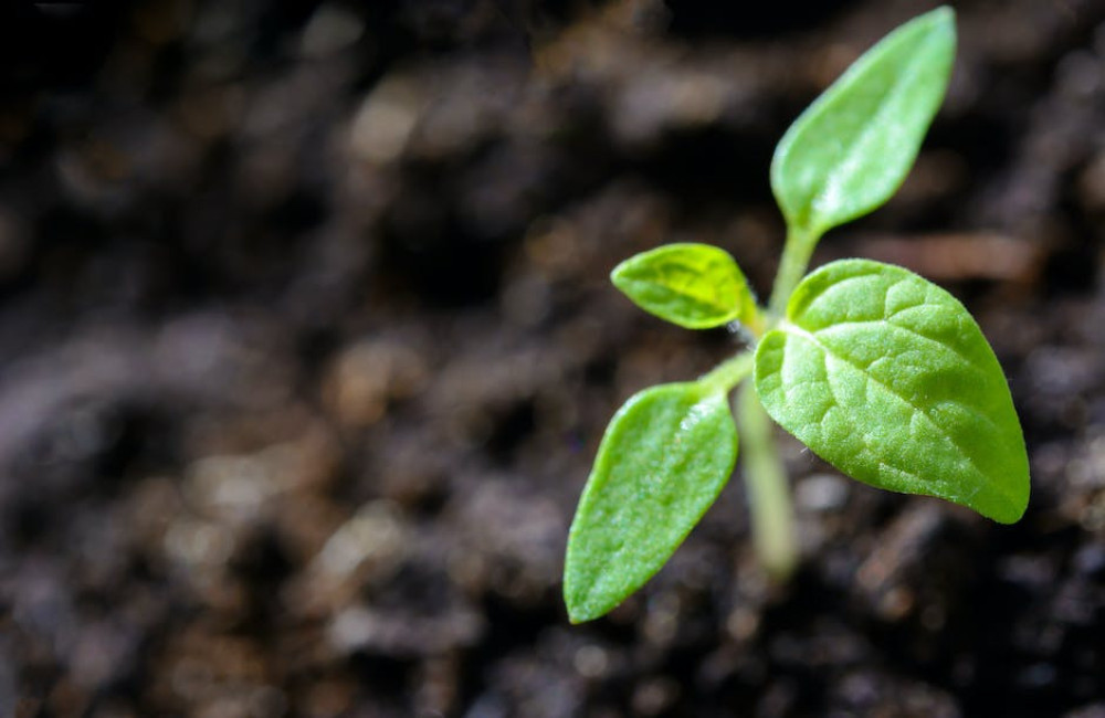 hoe herken je eetbare planten in het wild in 2025