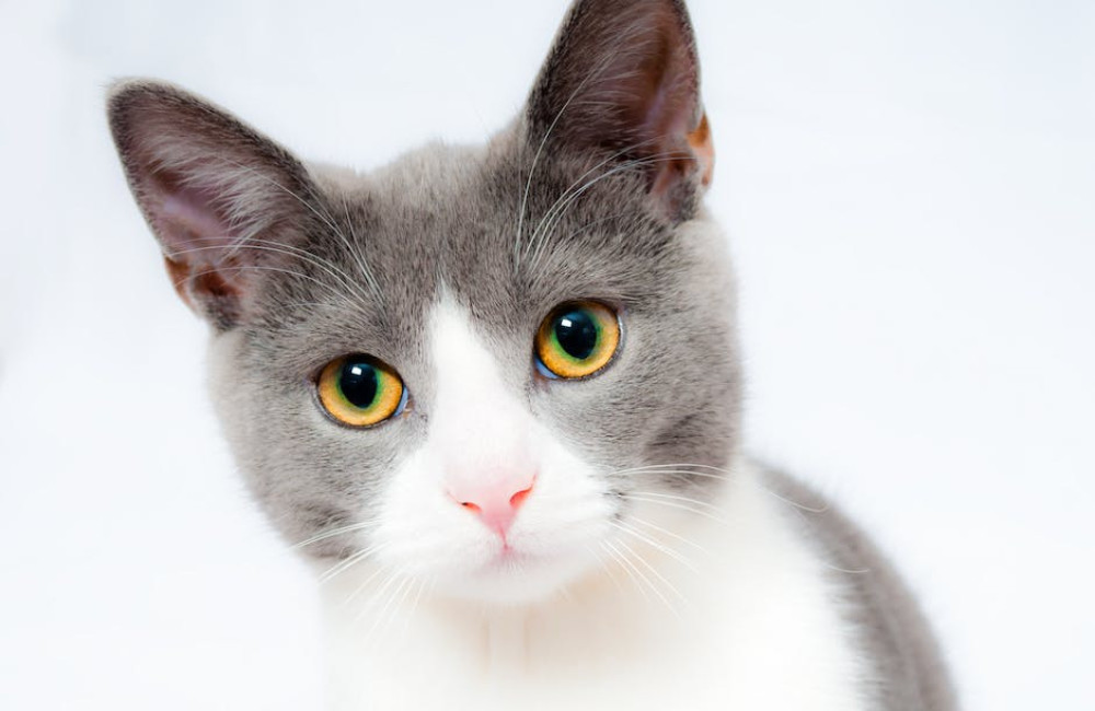 Wat betekent het spreekwoord ‘de kat uit de boom kijken’ precies?