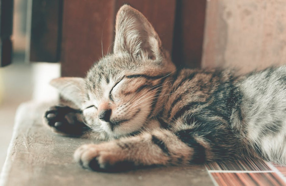 Wat betekent het spreekwoord ‘de kat uit de boom kijken’ in de natuur?