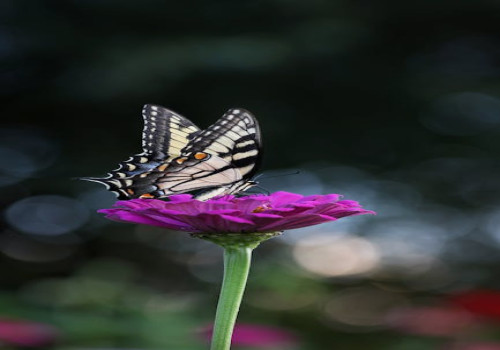 Waarom komen bepaalde vlinders alleen voor in specifieke habitats?