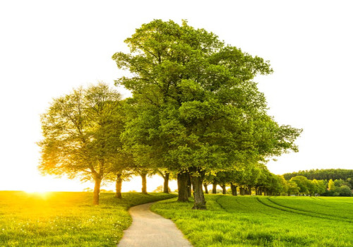 Hoe communiceren bomen met elkaar via hun wortels?