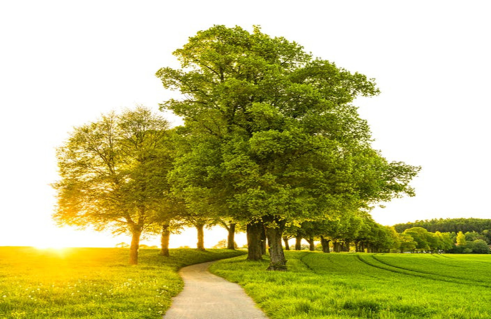 Hoe communiceren bomen met elkaar via hun wortels?