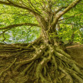 Hoe oud kunnen bomen worden en wat bepaalt hun levensduur?