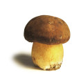Hoe herken je eetbare wilde paddenstoelen in het bos?
