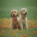 De 5 basisstappen om jouw hond goed te kunnen trainen