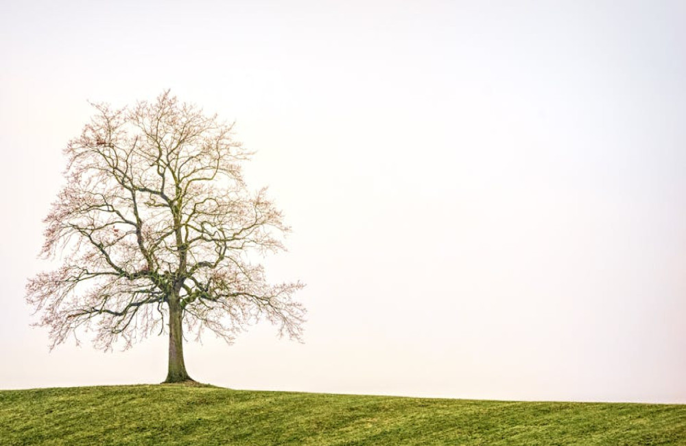 Waarom verliezen bomen hun bladeren in de herfst?
