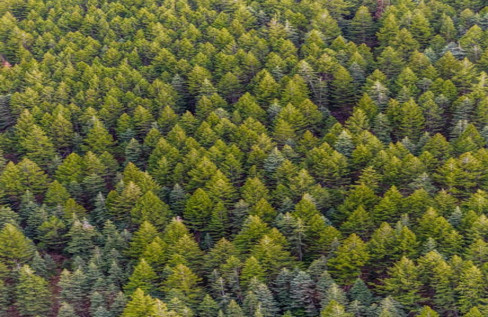 hoe draagt het planten van bomen bij aan biodiversiteit?