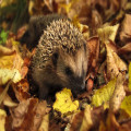 Hoe zwaar moet een jonge egel in oktober zijn om de winterslaap te overleven