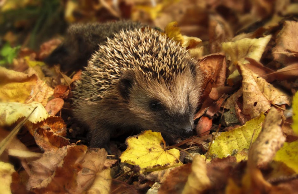 Hoe zwaar moet een jonge egel in oktober zijn om de winterslaap te overleven