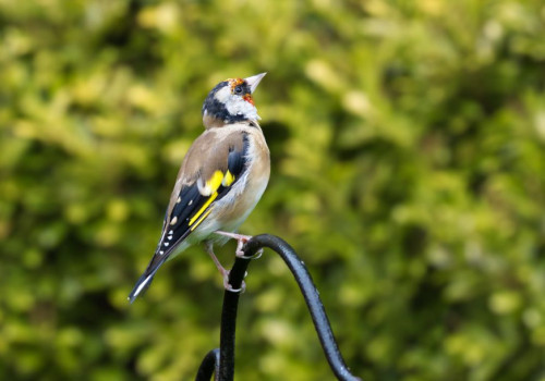Waarom hoor je in juli 2026 ineens minder vogels zingen in je tuin