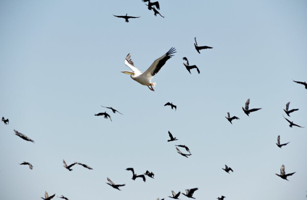 Waarom gaan vogels in de herfst op trek?