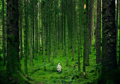 Het herstellen van beschadigde ecosystemen en hoe dit de natuur kan versterken