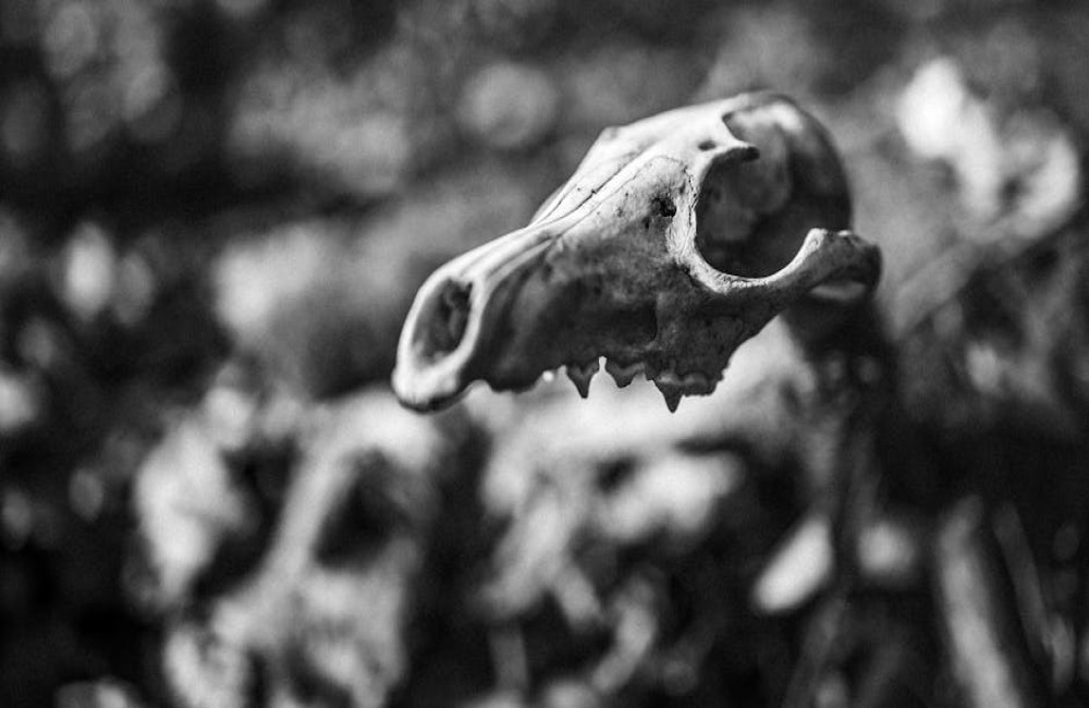 Hoe herken je een dassenburcht in het bos en wat moet je doen als je er een vindt?