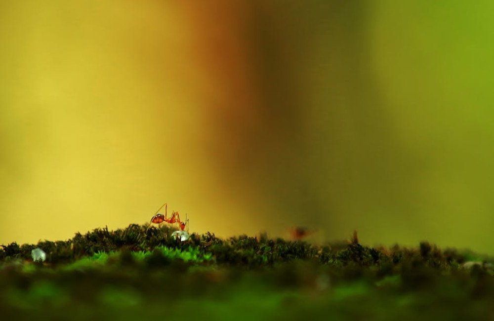 Wat zijn de belangrijkste functies van mieren in de natuur?