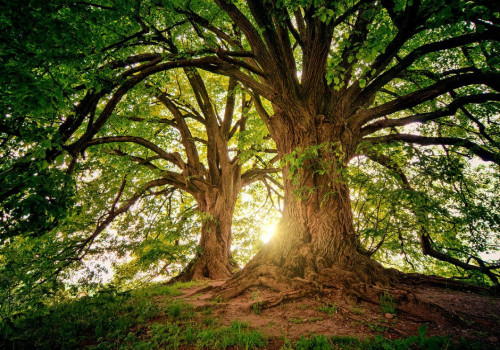 Wat zijn de positieve effecten van bomen op het klimaat?