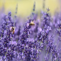 Waarom spelen insecten een cruciale rol in onze ecosystemen
