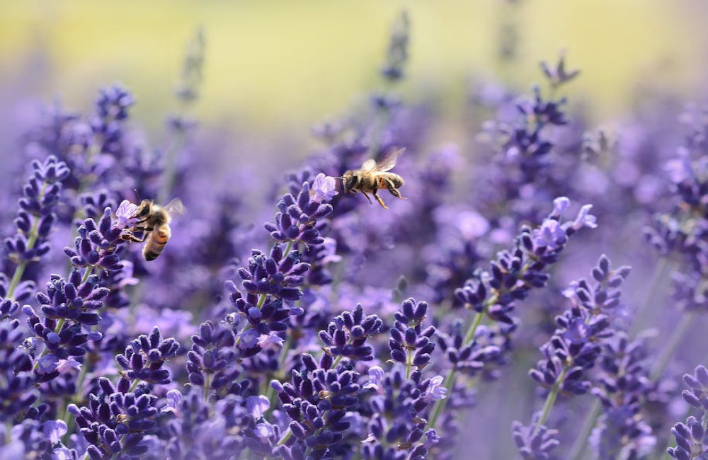Waarom spelen insecten een cruciale rol in onze ecosystemen