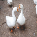 Deze type dekbedden zijn puur natuur en duurzaam