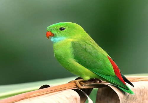 Waarom zingen vogels ‘s ochtends vroeg? Het geheim van de ochtendzang