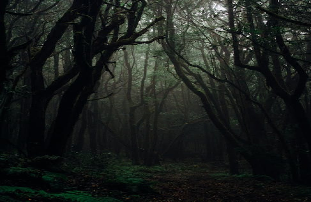 Hoe kunnen bomen communiceren via het netwerk van schimmels?