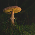 Wat is een paddenstoel eigenlijk? Uitleg over schimmels in de natuur