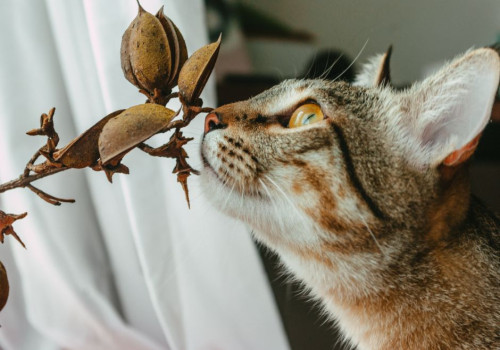 Is salvia giftig voor katten? Soorten, symptomen en veilige tuinkeuzes