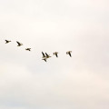 Waarom zijn sommige vogels trekdieren en andere niet?