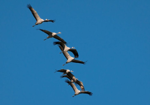 Wanneer trekken kraanvogels in november 2026 over België en waar zie je ze het best