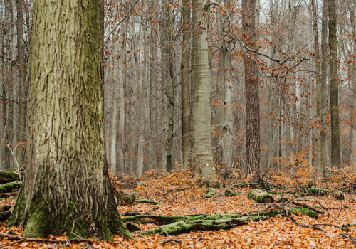 Begraven in de natuur? Een duurzame en serene laatste rustplaats!