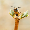Hoe kun je wilde bijen helpen in je tuin in 2025?