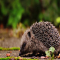 Wat te doen als je een gewonde egel vindt in je tuin