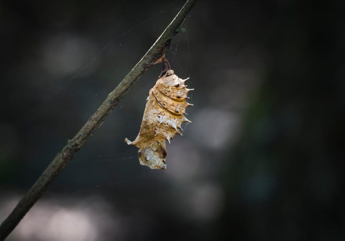 Hoe maak je je tuin nachtvlindervriendelijk met simpele aanpassingen