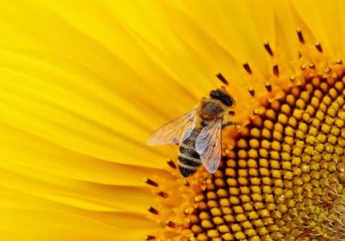 Waarom zijn bijen belangrijk voor biodiversiteit en het ecosysteem?