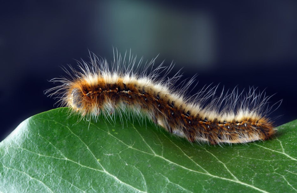Waarom de eikenprocessierups schadelijk is voor mens en natuur