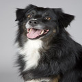 Waarom huilen honden als ze alleen zijn?