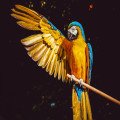 Hoe weet je of een vogel gewond is en wat moet je dan doen?
