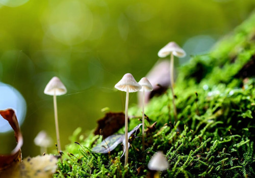 Hoe helpt mos bij het herstellen van beschadigde ecosystemen?
