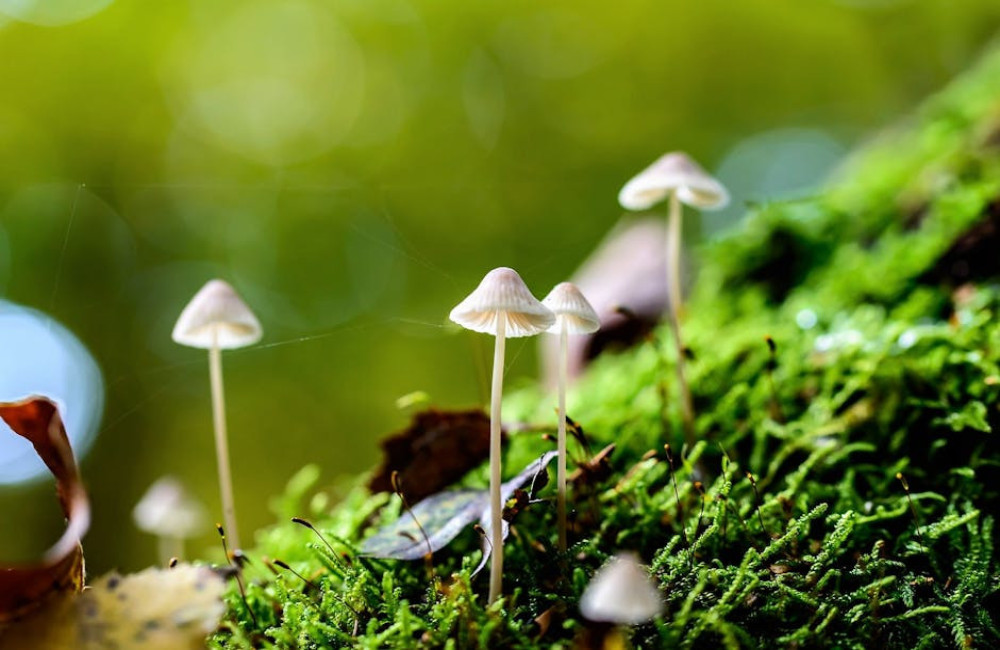 Hoe helpt mos bij het herstellen van beschadigde ecosystemen?
