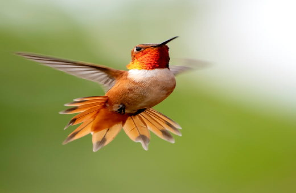 Waarom zingen vogels vooral 's ochtends? Dit is de reden