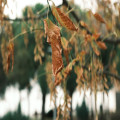 Waarom laten bomen in de droge zomer van 2026 al in augustus hun blad vallen