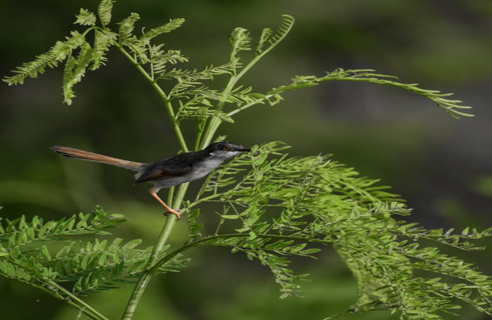 Hoe je een micro-wildtuin maakt in een kleine stadstuin