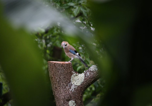Hoeveel eikels verstopt een gaai in oktober en vindt hij ze in de winter terug