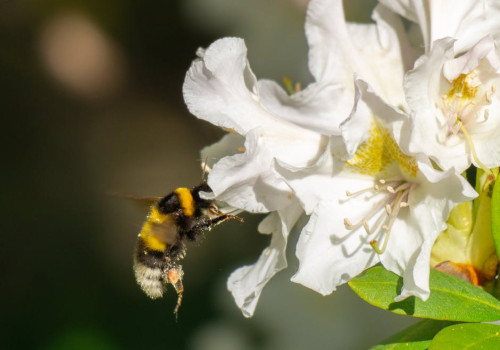 Hoe maak je je tuin aantrekkelijker voor wilde bijen en hommels