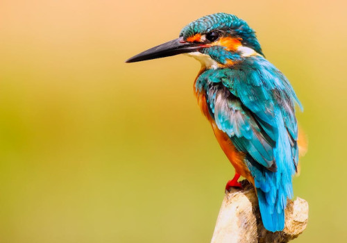 Meer bekendheid voor je natuurfoto's? Gebruik Instagram!