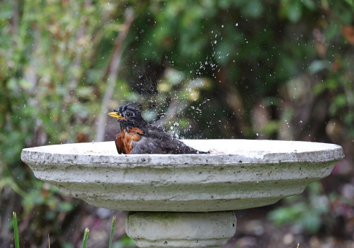 Moet je in de droge zomer van 2026 een schaaltje water neerzetten voor bijen en vogels