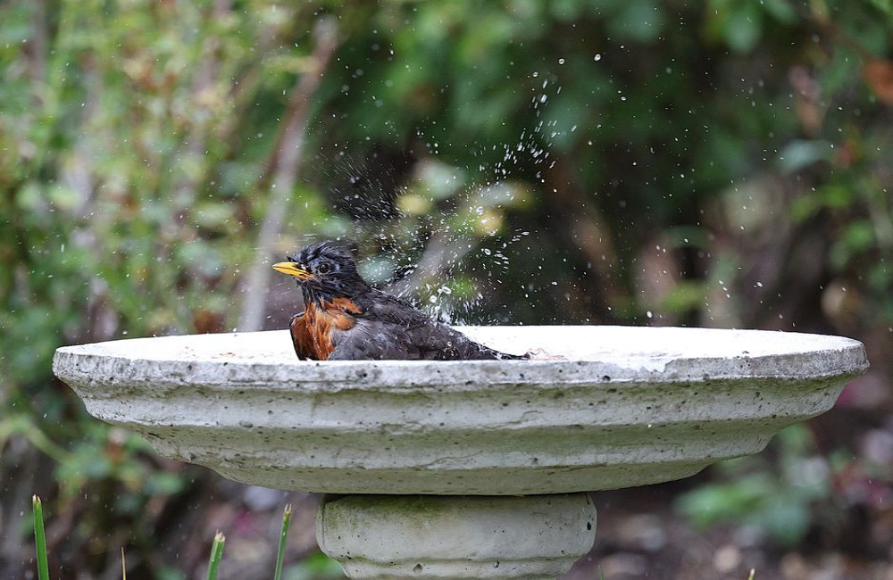 Moet je in de droge zomer van 2026 een schaaltje water neerzetten voor bijen en vogels