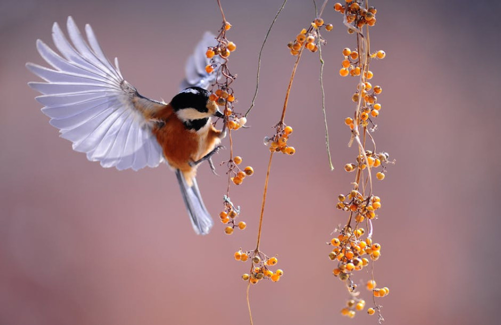 Waarom zingen merels zo vroeg in de ochtend in de stad en in de tuin