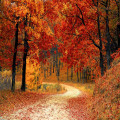 Waarom vallen bladeren van bomen in de herfst?