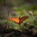 Hoe speelt biodiversiteit een rol in het behoud van onze ecosystemen?