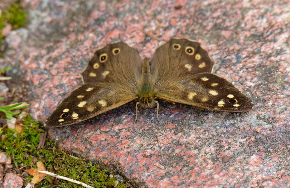 Hoe helpt biodiversiteit bij het bestrijden van klimaatverandering?